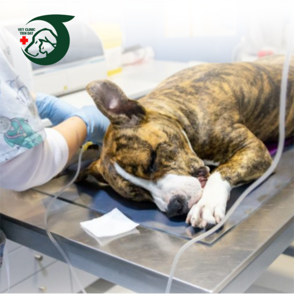 benh-vien-thu-y-binh-thanh-dia-chi-cham-soc-phong-benh-thu-cung-uy-tin-hien-dai-tai-tphcm