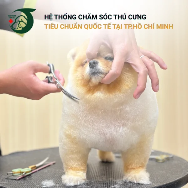 spa-grooming-cho-meo-tan-binh
