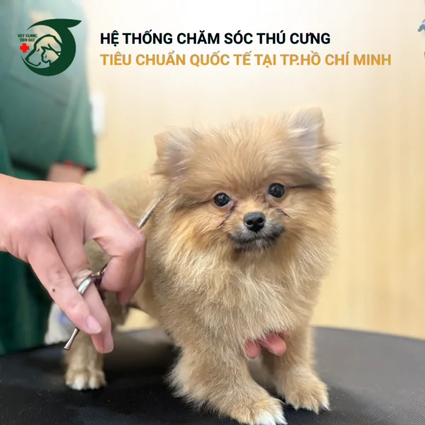 dich-vu-spa-grooming-cho-meo-chuyen-nghiep-an-toan-tuyet-doi