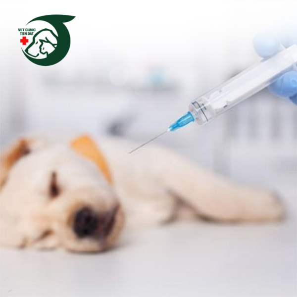 xet-nghiem-mau-cho-cho-meo-tam-quan-trong-dich-vu-xet-nghiem-nhanh-tai-petjoy