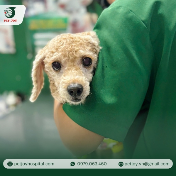 tiem-phong-cho-cho-meo-dinh-ky