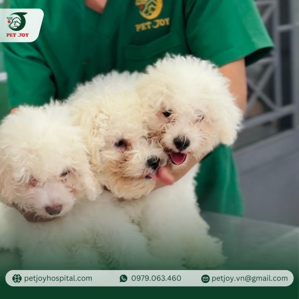 kham-pha-pet-joy-quan-5