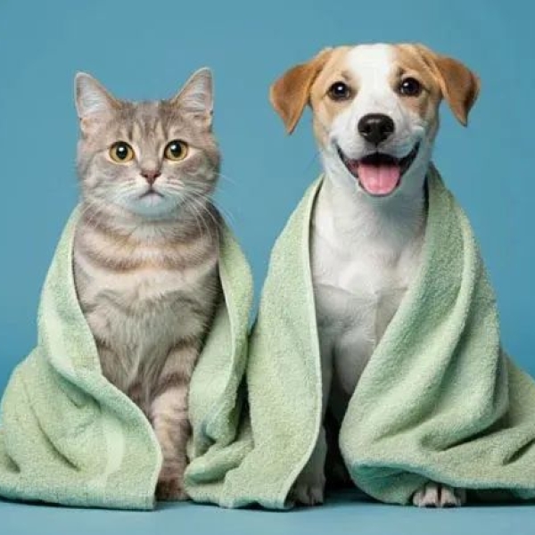 cham-soc-thu-cung-mua-dich-benh-5-buoc-vang-bao-ve-suc-khoe-toan-dien