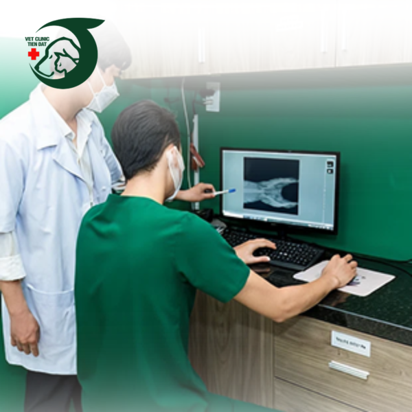 dia-chi-tiem-vaccine-cho-meo-quan-5-dich-vu-tiem-phong-an-toan-chuan-quoc-te-tai-pet-joy