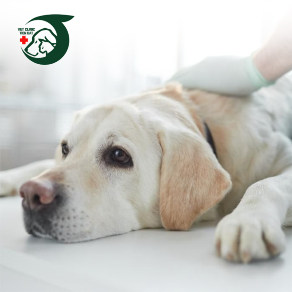 kham-thu-cung-quan-5-uy-tin-pet-joy-cham-soc-toan-dien-cho-thu-cung