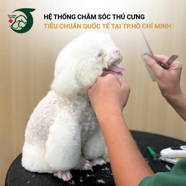 dich-vu-spa-grooming-cho-cho-meo-sai-gon-chuan-5-sao-chi-tiet-tai-phong-kham-thu-y-pet-joy