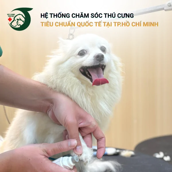 trai-nghiem-spa-grooming-cho-cho-meo-tai-sai-gon