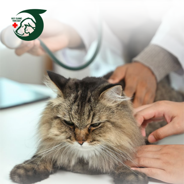 benh-vien-thu-y-le-hong-phong-dia-chi-cham-soc-phong-benh-thu-cung-toan-dien-tai-tphcm