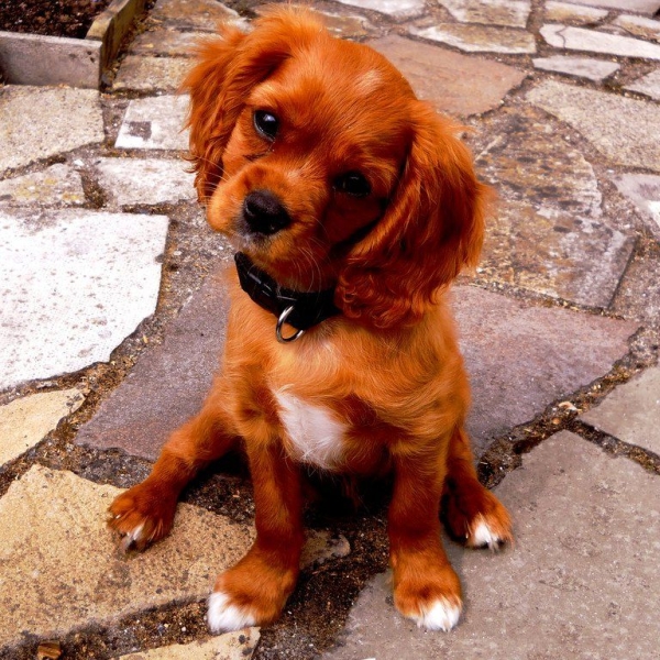 cho-meo-bi-benh-tieu-chay-cap-tinh-khi-nao-can-dua-den-thu-y-gan-day-quan-5-de-cap-cuu