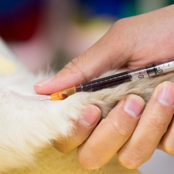 tai-sao-nen-xet-nghiem-mau-cho-thu-cung-thuong-xuyen-chuyen-gia-bac-si-thu-y-gioi-giai-dap