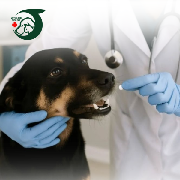 benh-vien-thu-y-tan-binh-dia-chi-kham-chua-thu-cung-uy-tin-tan-tam