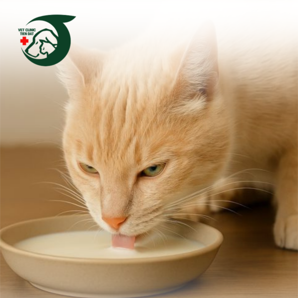 cham-soc-thu-cung-tai-nha-huong-dan-cac-buoc-co-ban-cho-nguoi-nuoi