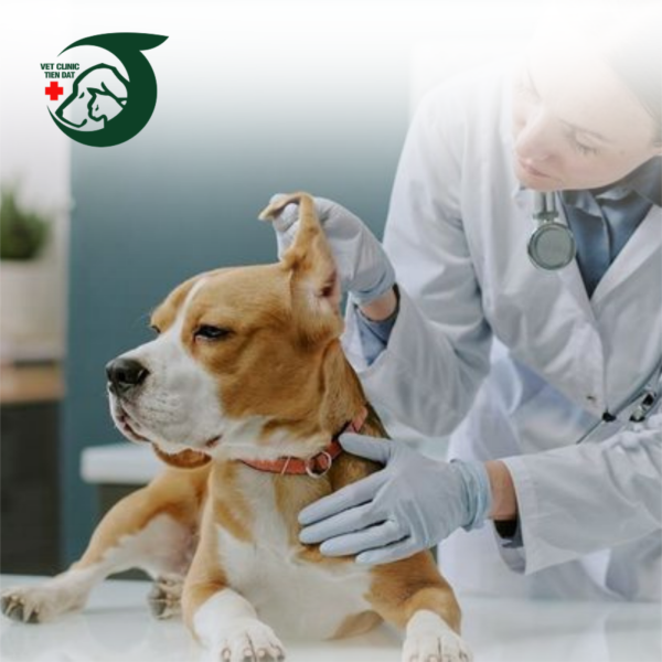 benh-vien-thu-y-tan-binh-dia-chi-cham-soc-phong-benh-uy-tin-cho-thu-cung