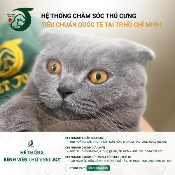 triet-san-cho-meo-tan-binh