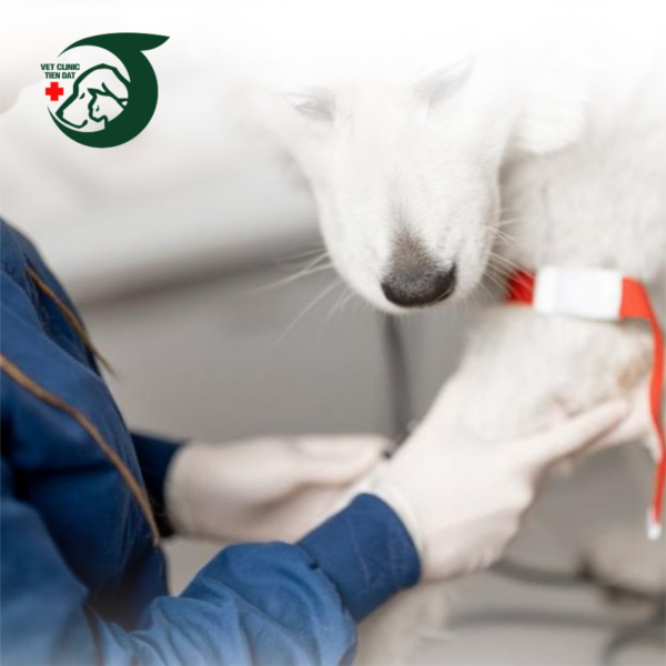 benh-vien-thu-y-long-xuyen