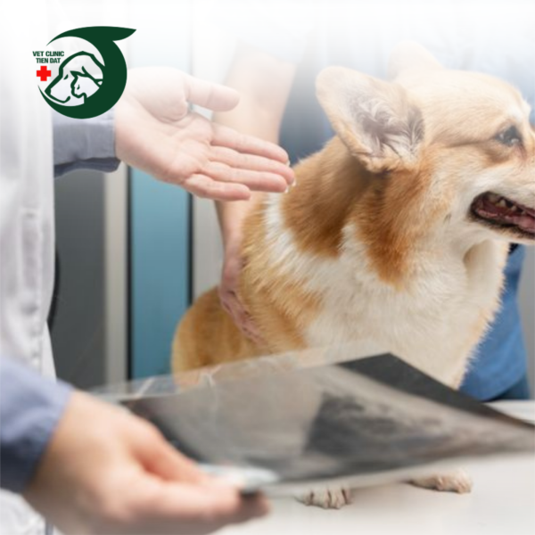 benh-vien-thu-y-quan-7-thu-y-gan-day