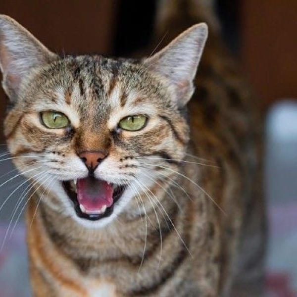 tai-sao-meo-hay-nhin-vao-hu-khong-va-keu-gao