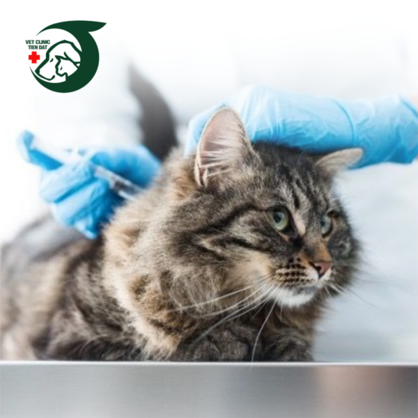 benh-vien-thu-y-di-an-binh-duong-thu-y-gan-day