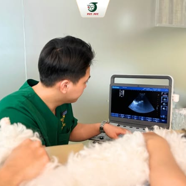 tim-thu-y-gan-day-uy-tin-cho-cho-meo-pet-joy-hospital-dong-hanh-cung-ban