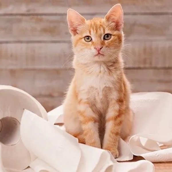 cho-meo-bi-benh-tieu-chay-nguyen-nhan-va-cach-dieu-tri-hieu-qua-tu-bac-si-pet-joy