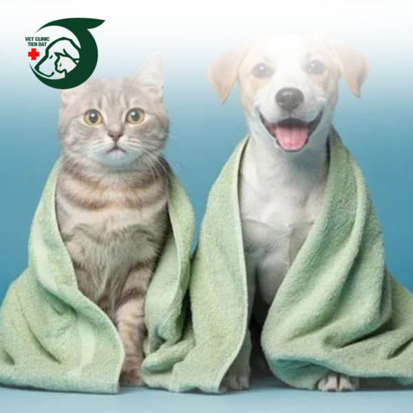 che-do-dinh-duong-cham-soc-thu-cung-sau-sinh-ma-chu-nuoi-can-dac-biet-luu-y