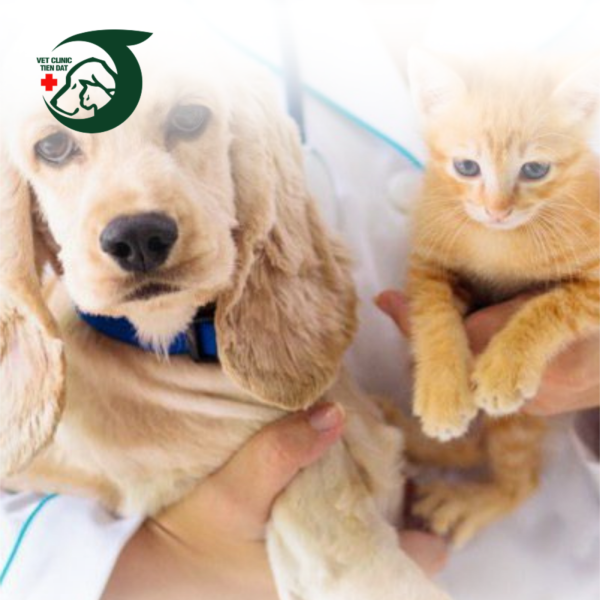 benh-vien-thu-y-pet-joy-cham-soc-suc-khoe-toan-dien-cho-thu-cung-tai-tphcm