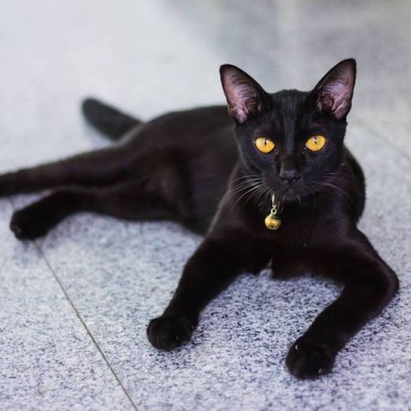 dung-trien-san-meo-den-su-that-khoa-hoc-va-nhung-dieu-chu-nuoi-can-biet