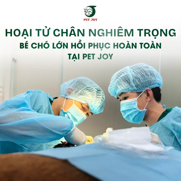 hoai-tu-chan-nghiem-trong-o-cho-tu-nguy-co-mat-kha-nang-van-dong-den-phuc-hoi-hoan-toan-cua-be-cho-lon