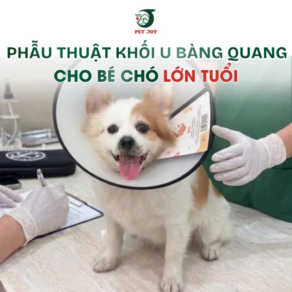 suy-kiet-vi-tieu-ra-mau-keo-dai-phau-thuat-khoi-u-bang-quang-cho-be-cho-lon-tuoi