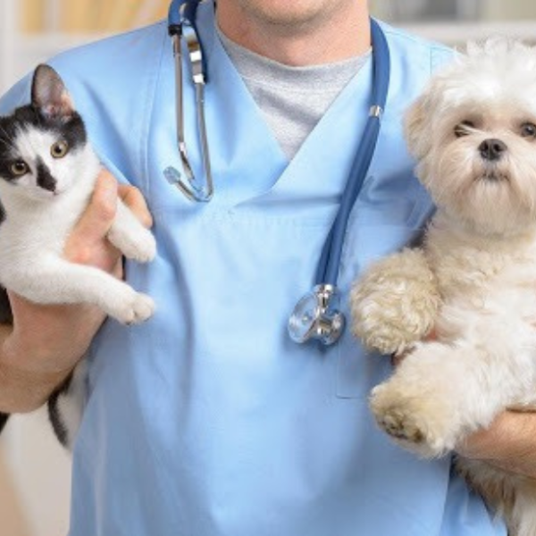 goi-kham-suc-khoe-dinh-ky-cho-thu-cung-uu-dai-hap-dan-tai-tphcm