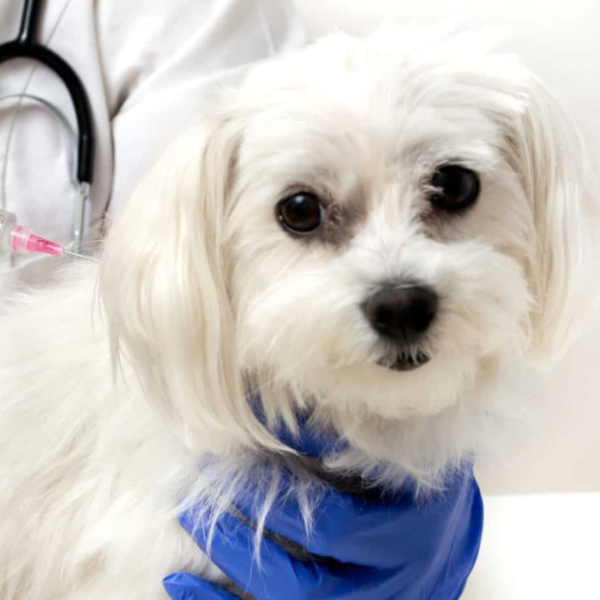 dich-vu-nha-khoa-thu-y-cham-soc-rang-mieng-lay-cao-rang-cho-cho-meo