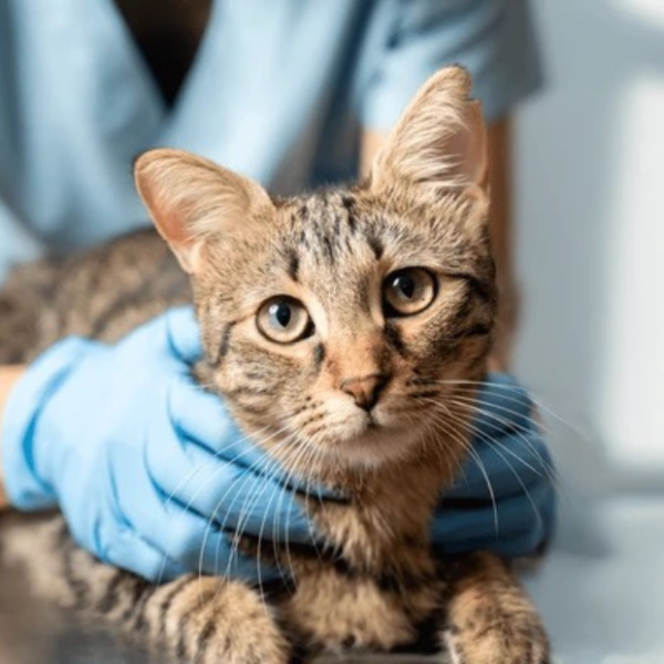 huong-dan-tay-giun-dinh-ky-cho-cho-meo-lich-cach-thuc-hien-va-luu-y-quan-trong