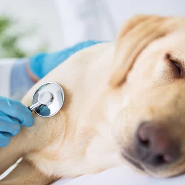 7-dau-hieu-cho-bi-care-cuc-ky-nguy-hiem-cach-phong-ngua-va-chua-tri-tu-chuyen-gia