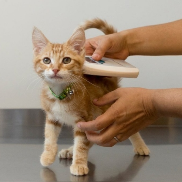 huong-dan-cay-chip-dinh-danh-cho-cho-meo-nhanh-gon-an-toan