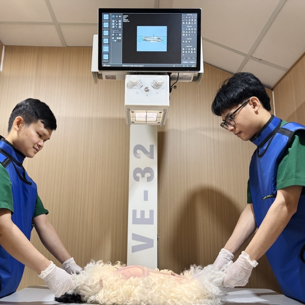 phau-thuat-thu-y-quan-5-an-toan-hieu-qua-tai-pet-joy