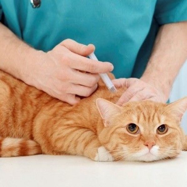 7-luu-y-can-biet-sau-khi-tiem-phong-cho-cho-meo-de-be-luon-khoe-manh