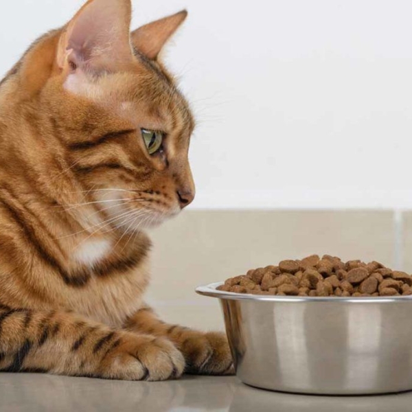 meo-bo-an-phai-lam-sao-5-buoc-so-cuu-va-giai-phap-tu-pet-joy-quan-5