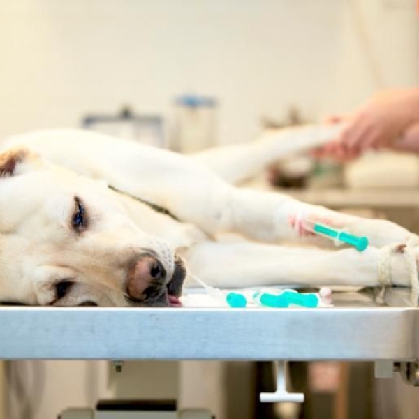 huong-dan-so-cuu-khi-cho-meo-bi-benh-tieu-chay-truoc-khi-dua-den-cap-cuu-thu-y-247-tphcm