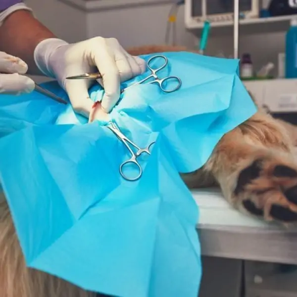 review-pet-joy-quan-5