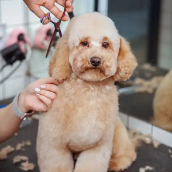 dich-vu-spa-grooming-cho-cho-meo-sai-gon-chuan-5-sao-chi-tiet-tai-phong-kham-thu-y-pet-joy