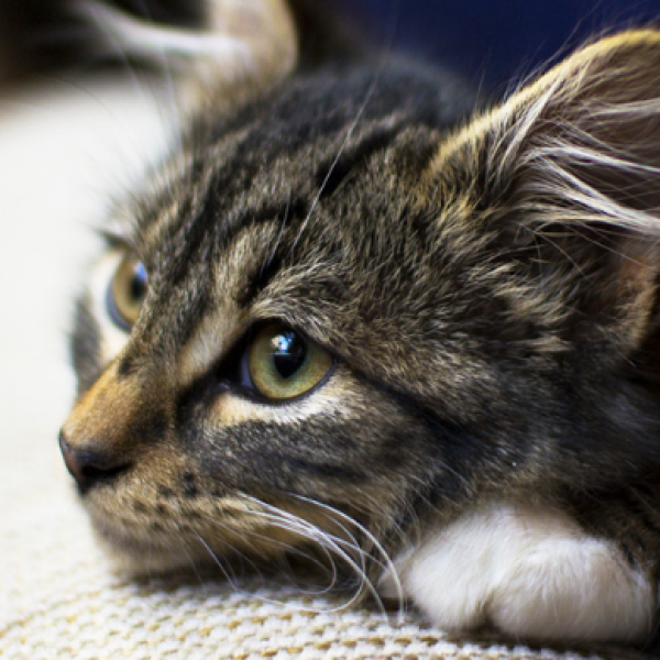 dinh-nghia-tro-tu-cho-thu-cung-tim-hieu-ve-quy-trinh-tiem-nhan-dao-cho-cho-meo