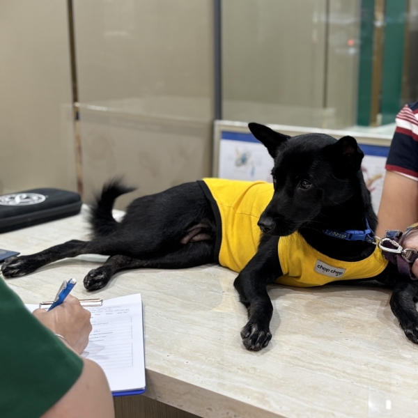 can-dich-vu-cap-cuu-thu-y-247-tphcm-luu-ngay-so-dien-thoai-cua-pet-joy