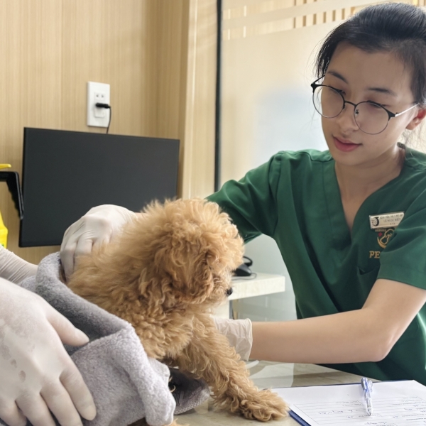 thu-y-tai-tan-binh-pet-joy-hospital-dia-chi-thu-y-gan-day-uy-tin-chuyen-nghiep