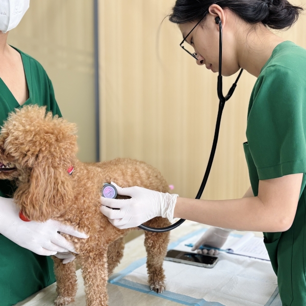 thu-y-tai-tan-binh-dia-chi-cham-soc-thu-cung-uy-tin-an-toan