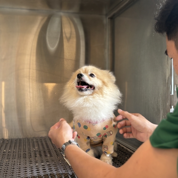 quy-trinh-kham-benh-o-pet-joy-co-gi-dac-biet