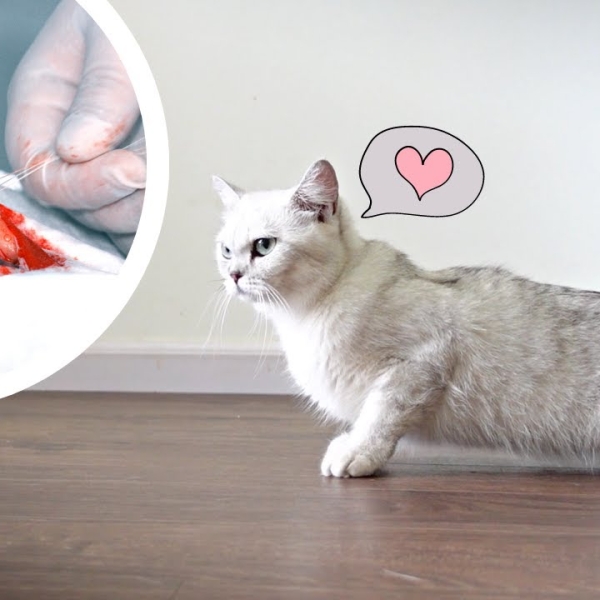 huong-dan-chuyen-sau-giup-meo-phuc-hoi-nhanh-an-toan-va-khoe-manh