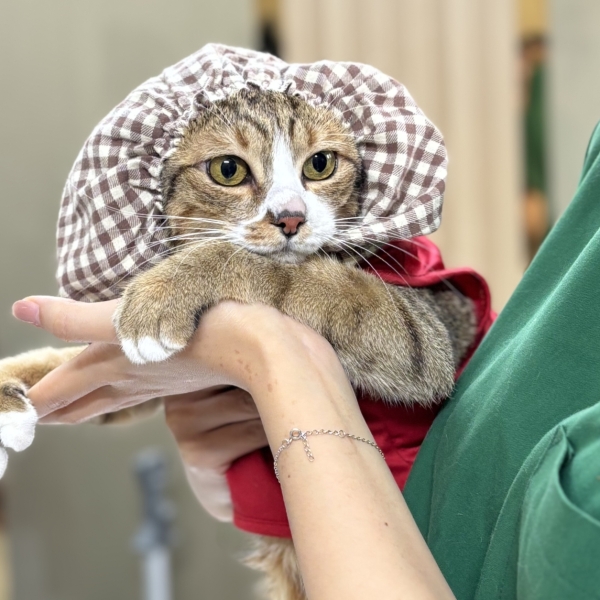 noi-tru-thu-y-xuyen-tet-247-tai-pet-joy-hospital