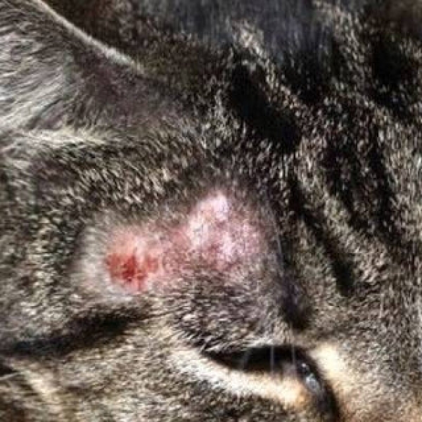 meo-bi-nam-da-dieu-tri-the-nao-huong-dan-chi-tiet-tu-a-z-de-dut-diem-tan-goc