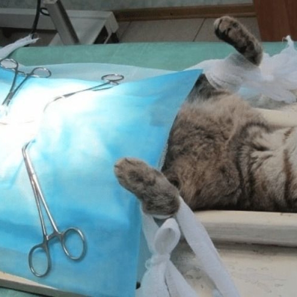 mo-de-cho-meo-dich-vu-cao-cap-dam-bao-an-toan-tuyet-doi-cho-me-va-con-tai-petjoy