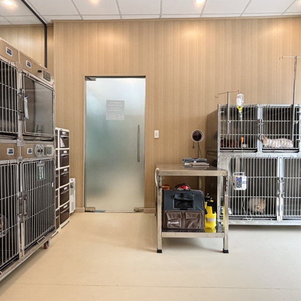 luu-chuong-dieu-tri-cho-meo-tphcm-cao-cap-theo-doi-247